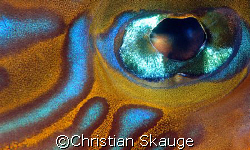 The eye of the Dragonet. Nikon D200 in Nexus housing, 2x ... by Christian Skauge 